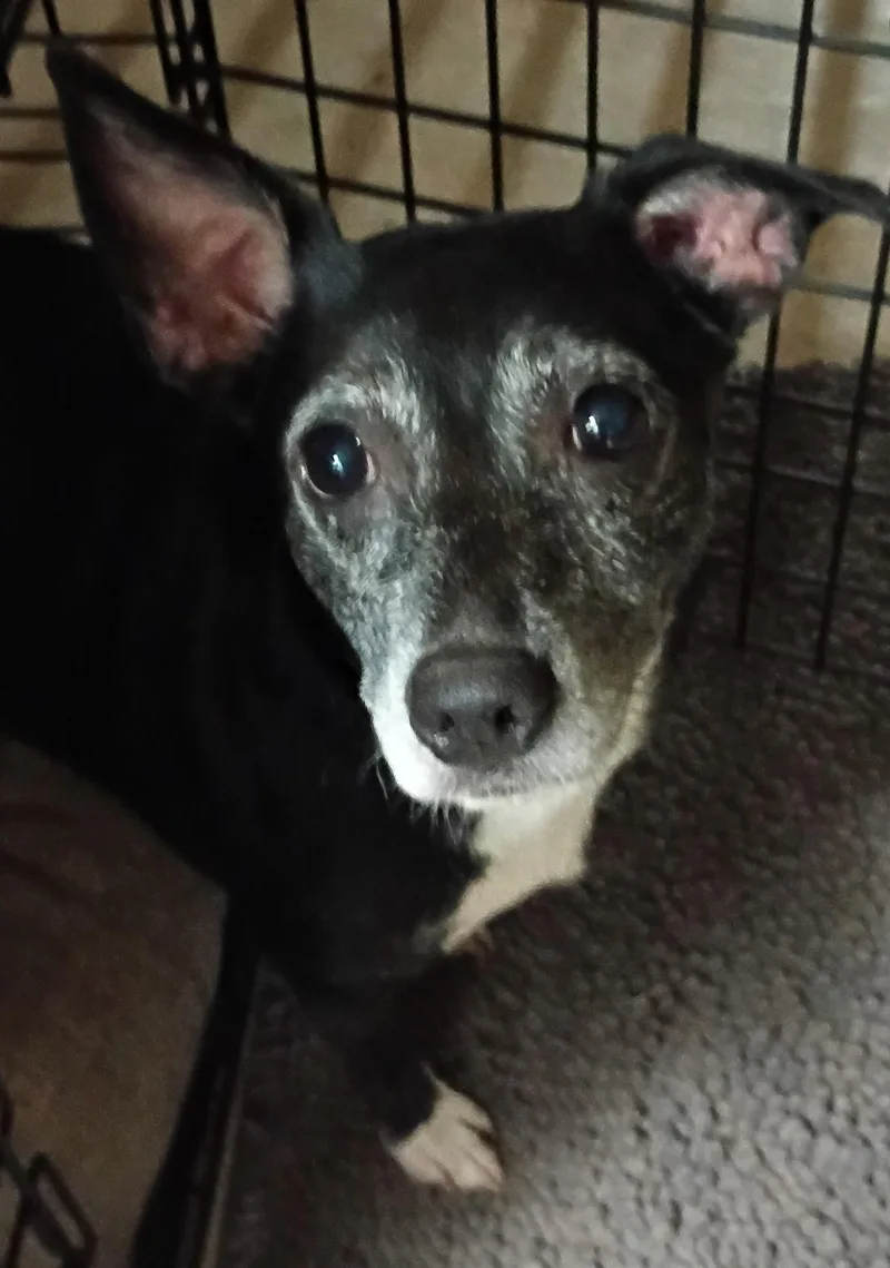 An adult small-sized female Black Miniature Pinscher dog named Petals for adoption in Garland, TX