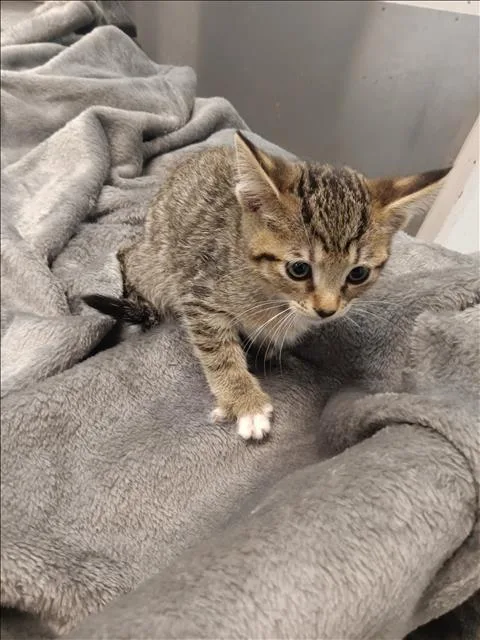 A baby small-sized female Domestic Short Hair cat named Stephanie for adoption in Los Angeles, CA
