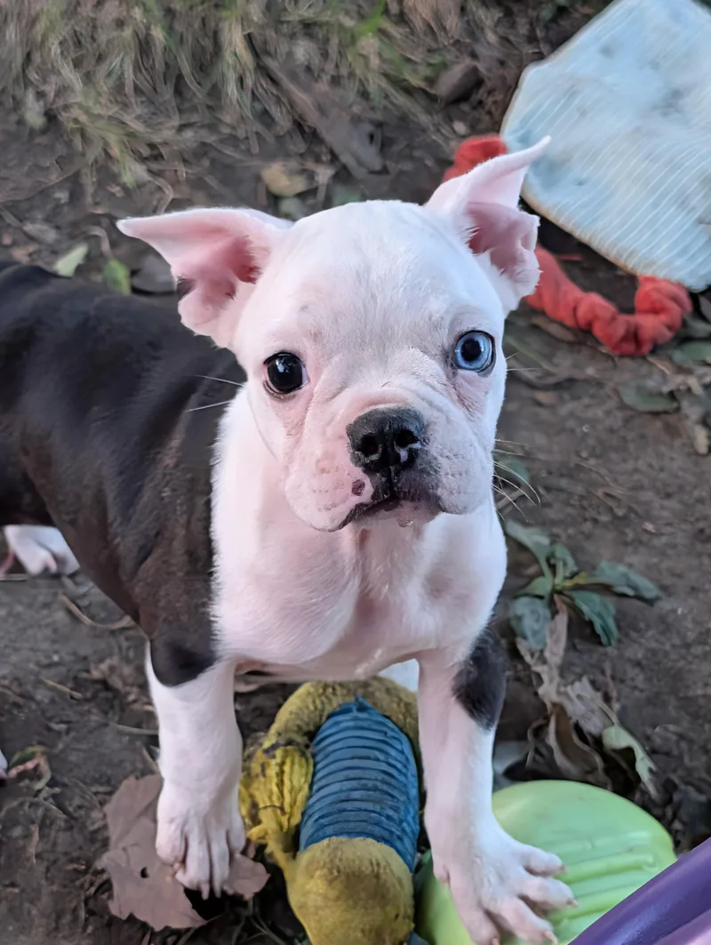 A baby small-sized female French Bulldog dog named Violet for adoption in Overland Park, KS