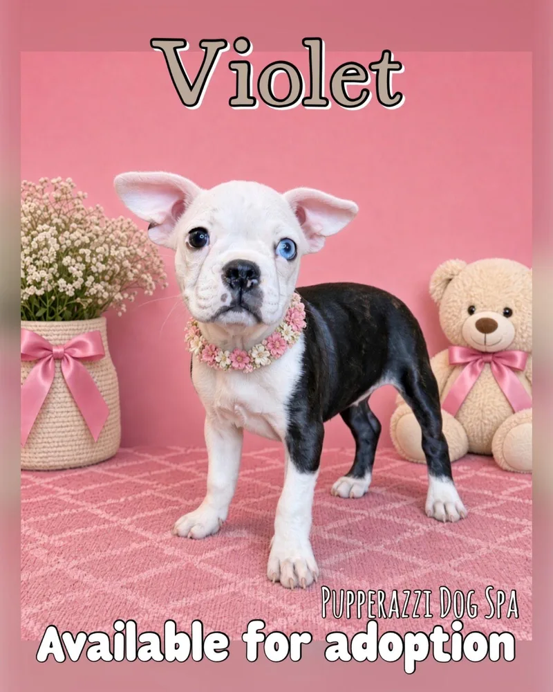 Violet thumbnail 2
