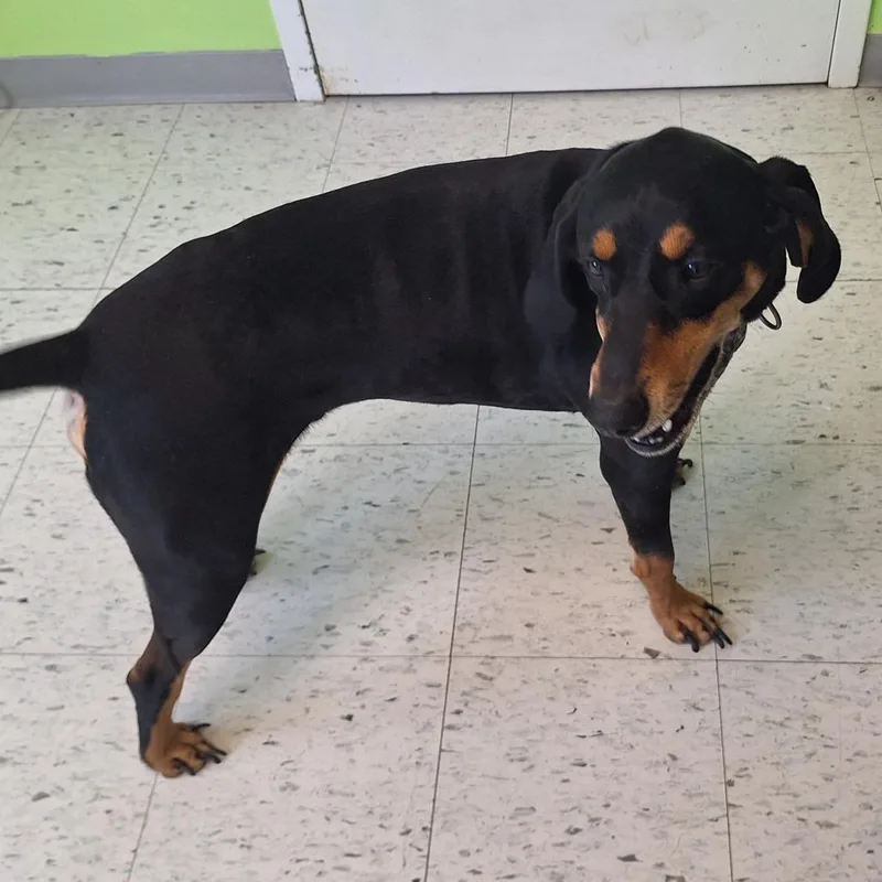 An adult medium-sized male Black Coonhound dog named Henry for adoption in Emporia, KS