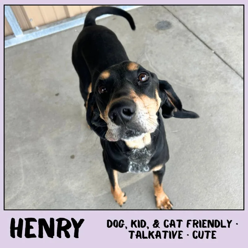 Henry thumbnail 5