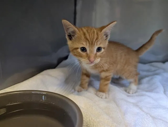 A baby small-sized male Domestic Short Hair cat named Nacho for adoption in Santa Cruz, CA