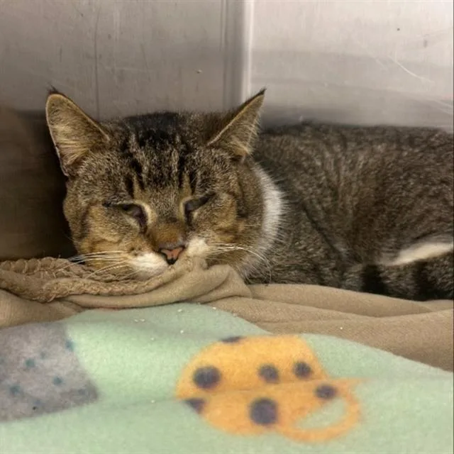 An adult medium-sized male Domestic Short Hair cat named Popeye for adoption in Boston, MA