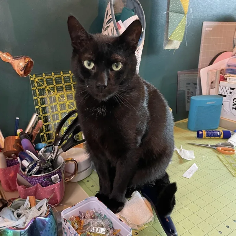 An adult medium-sized male Black & White / Tuxedo Domestic Short Hair cat named Berlioz for adoption in Manchester, CT