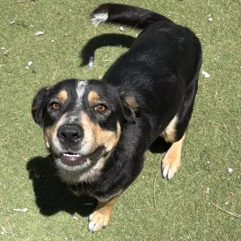 An adult medium-sized female Black Australian Cattle Dog / Blue Heeler dog named Bella Butler Campus for adoption in Flagstaff, AZ