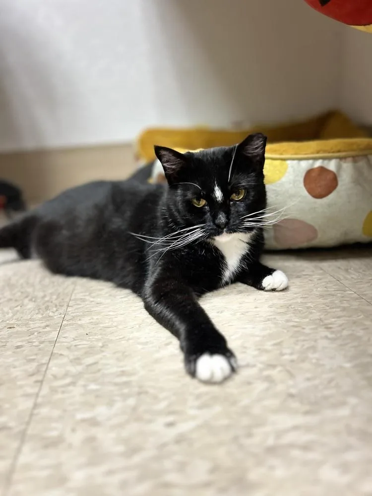 A young small-sized female Domestic Short Hair cat named Sweet Pea for adoption in Temperance, MI