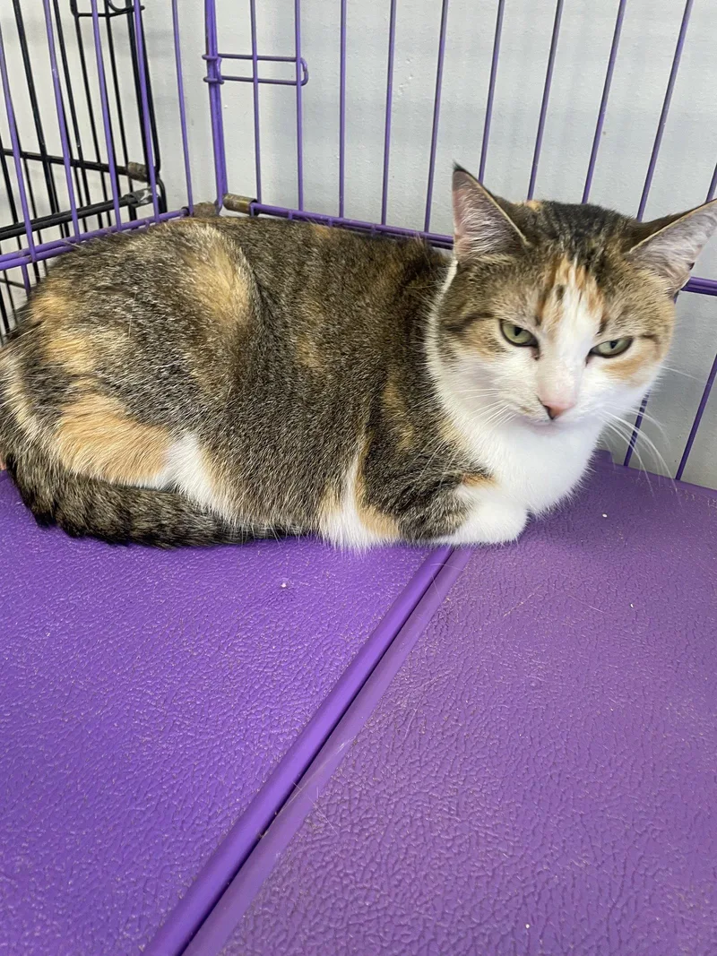 An adult medium-sized female Calico cat named Angel  Must Apply for adoption in Georgetown, KY