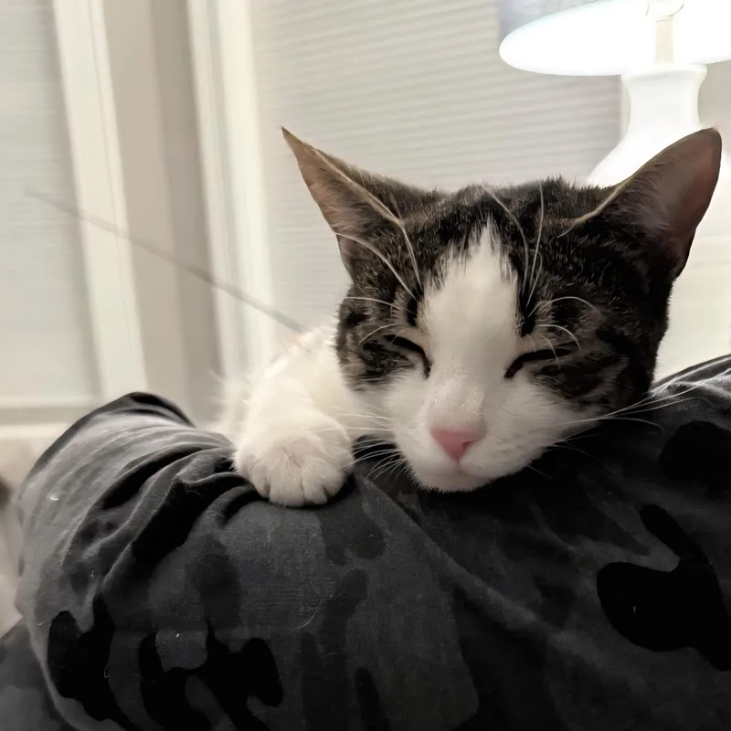 A young medium-sized female White Domestic Short Hair cat named Missy for adoption in Staten Island, NY