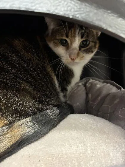 An adult medium-sized female Domestic Short Hair cat named Larissa for adoption in Shawano, WI