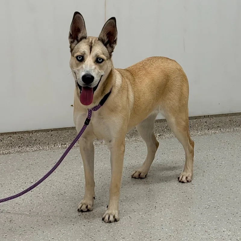 A young medium-sized female Red / Chestnut / Orange Husky dog named Princess for adoption in Indianapolis, IN