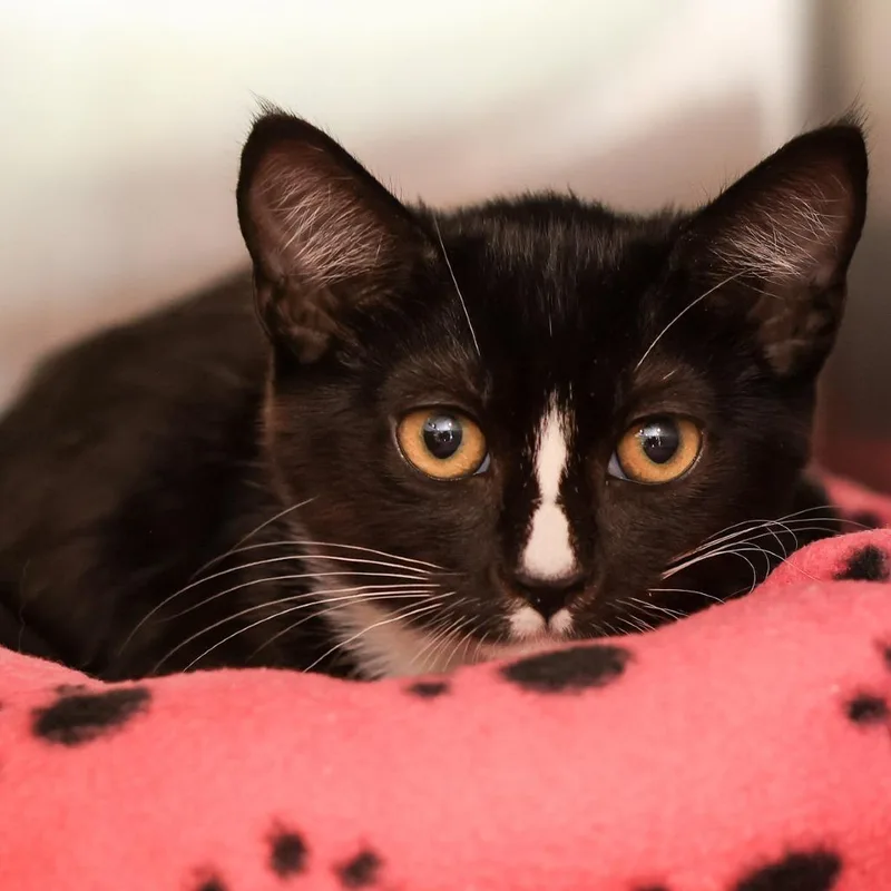 A young medium-sized female Black Domestic Short Hair cat named Carly for adoption in Los Angeles, CA