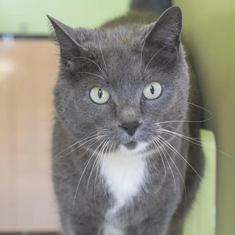 An adult medium-sized male Gray & White Domestic Short Hair cat named Princess Gary for adoption in Pontiac, MI