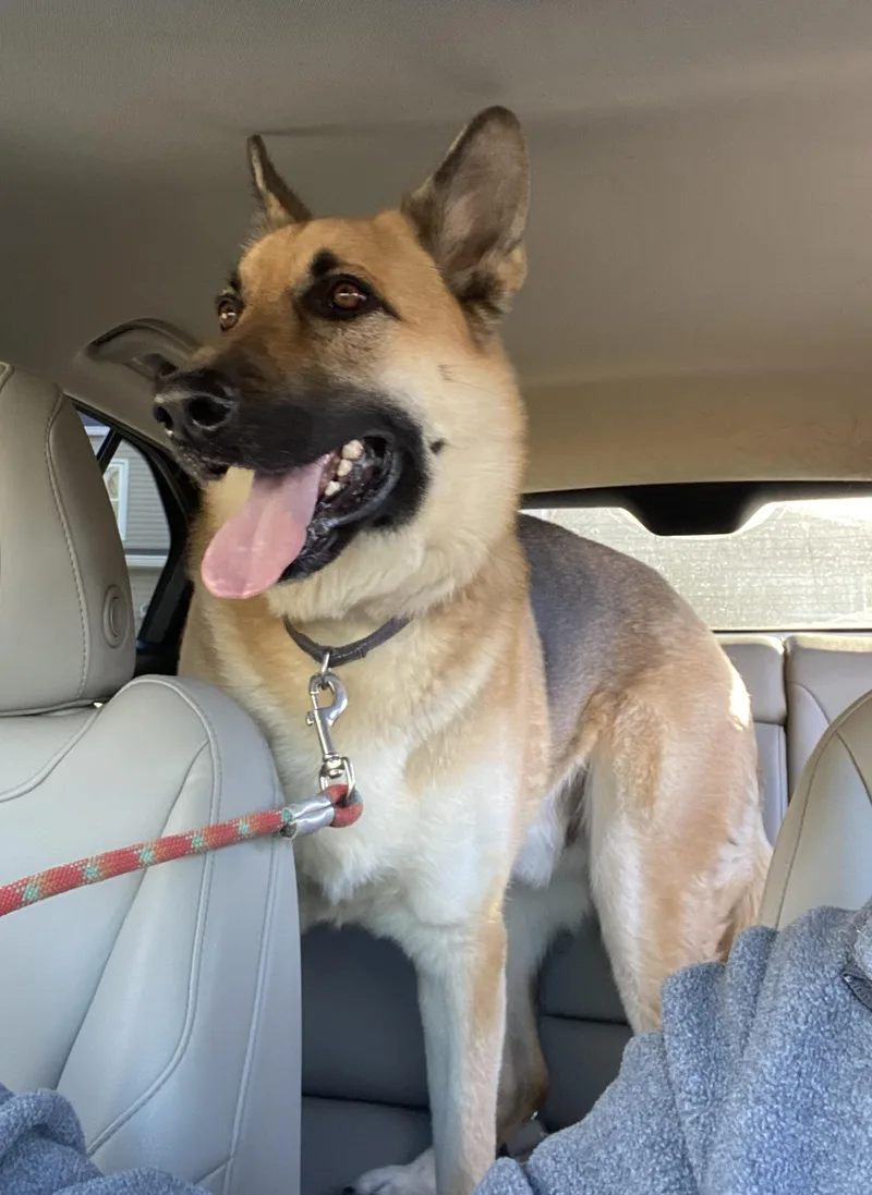 An adult extra large-sized male Black German Shepherd Dog named Omaha for adoption in Amherst, MA