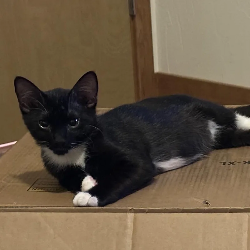 A baby medium-sized male Black Domestic Medium Hair cat named Pyro Roswell for adoption in Denver, CO