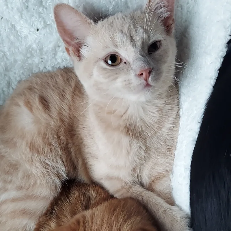 A young medium-sized female Buff / Tan / Fawn Domestic Short Hair cat named Apricot for adoption in North Huntingdon, PA
