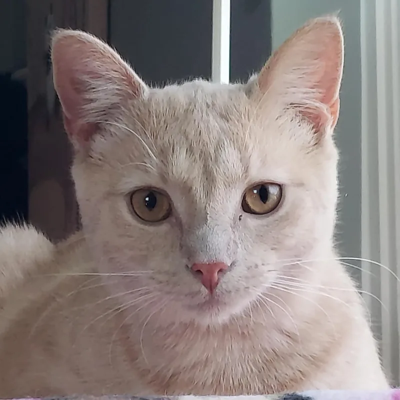Apricot thumbnail 2