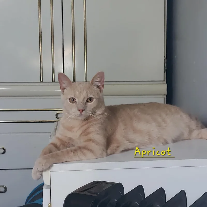 Apricot thumbnail 3