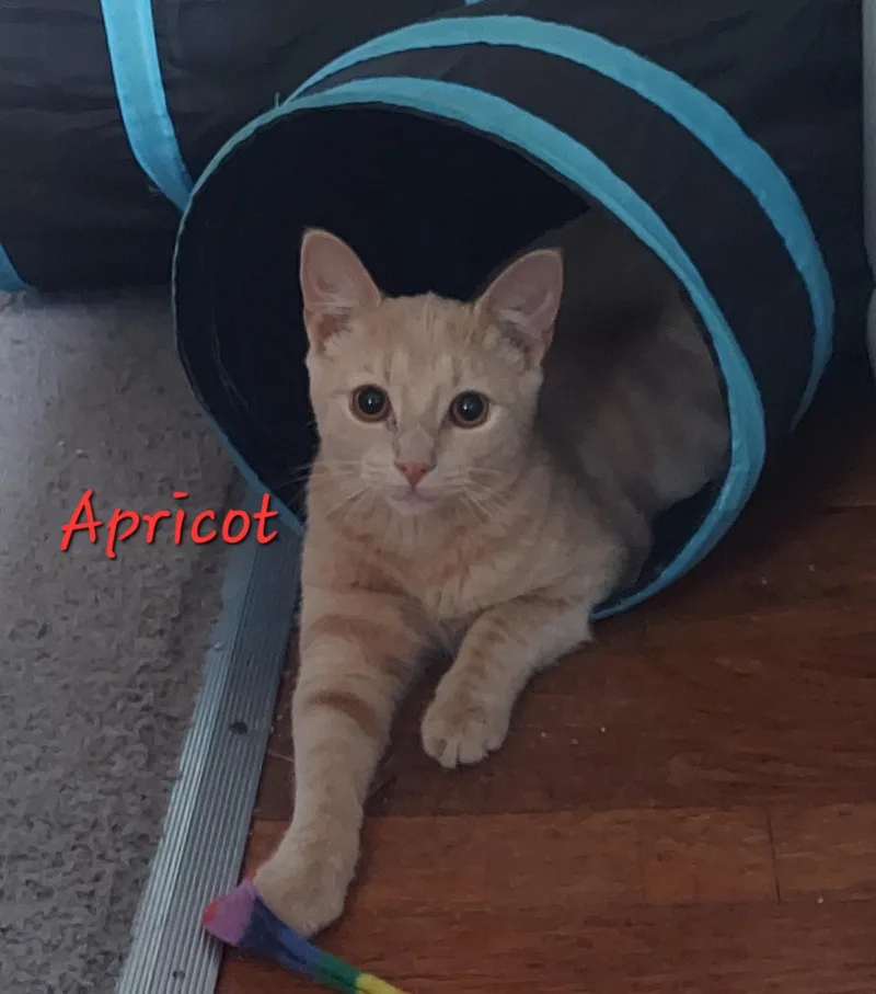 Apricot thumbnail 4