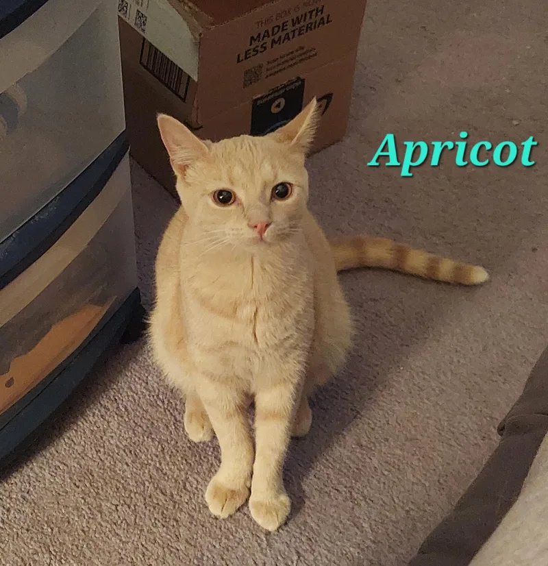 Apricot thumbnail 6