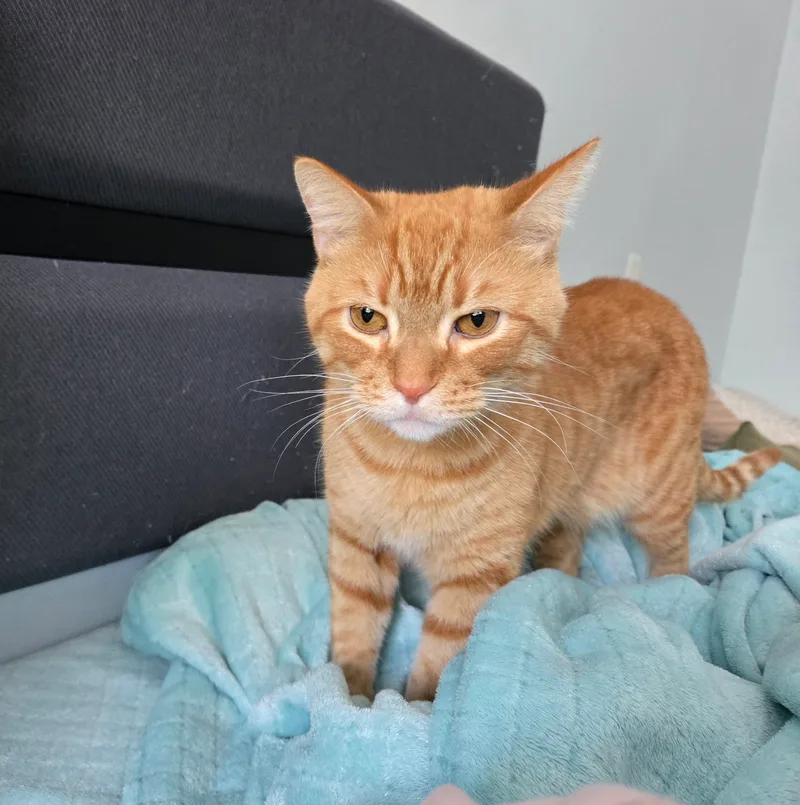 An adult medium-sized male Tabby (Orange / Red) Tabby cat named Oscar for adoption in Baltimore, MD