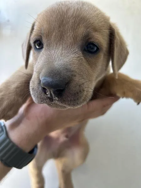 A baby medium-sized male Shepherd dog named Roki for adoption in Victorville, CA