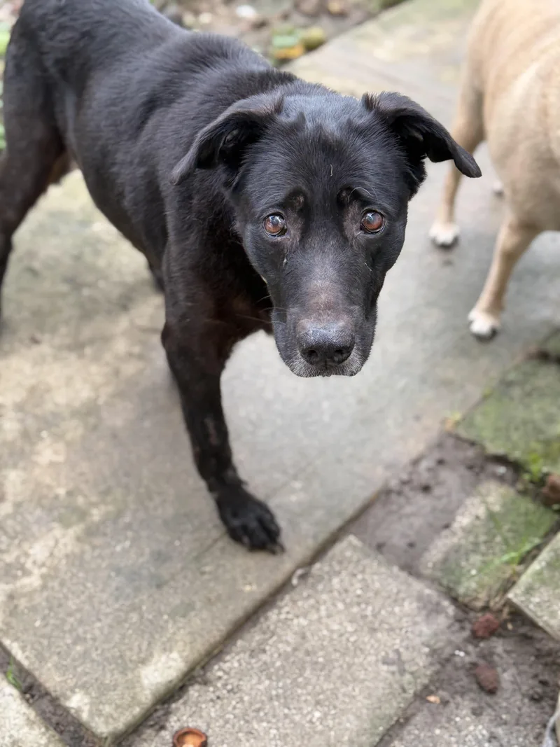 An adult medium-sized female Black Mixed Breed dog named Misty for adoption in Cincinnati, OH