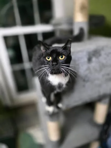 An adult medium-sized female Domestic Medium Hair cat named Peppermint Patty for adoption in Berwick, PA