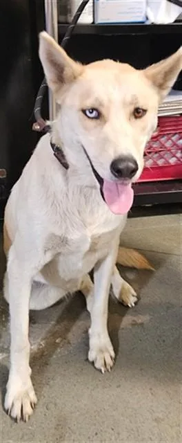 An adult small-sized male Shepherd dog named Olly for adoption in Bakersfield, CA