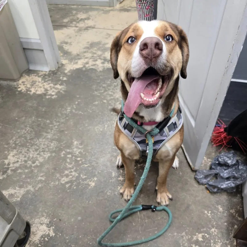 A young large-sized female Tricolor (Brown, Black, & White) Mixed Breed dog named Hunny for adoption in Saint Marys, PA