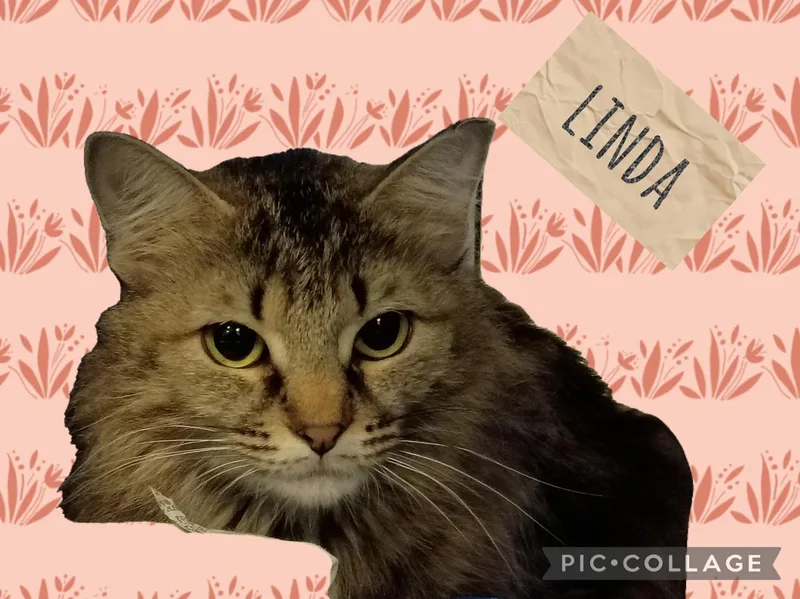 A young small-sized female Domestic Medium Hair cat named Linda for adoption in Muncie, IN
