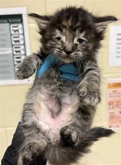 A baby small-sized female Domestic Short Hair cat named Coco Bean for adoption in Sacramento, CA