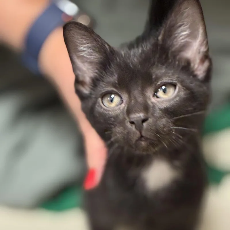 A baby small-sized male Black Domestic Short Hair cat named Charlie Joe for adoption in South Elgin, IL