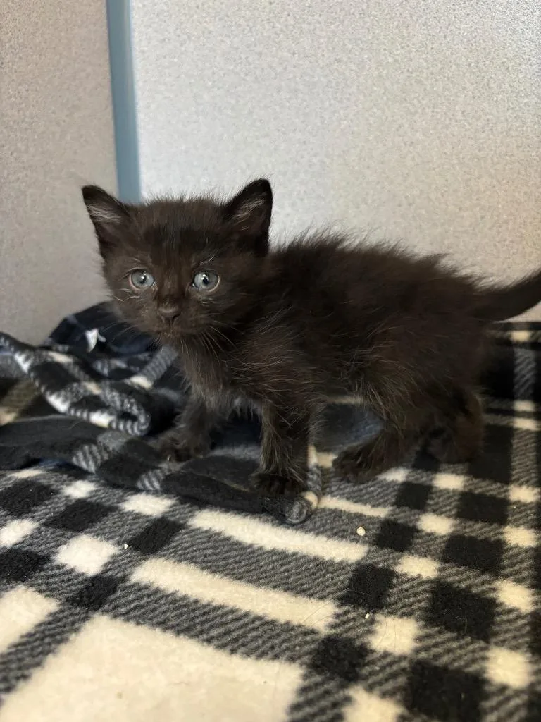 A baby small-sized male Domestic Short Hair cat named Mummy for adoption in Liverpool, NY