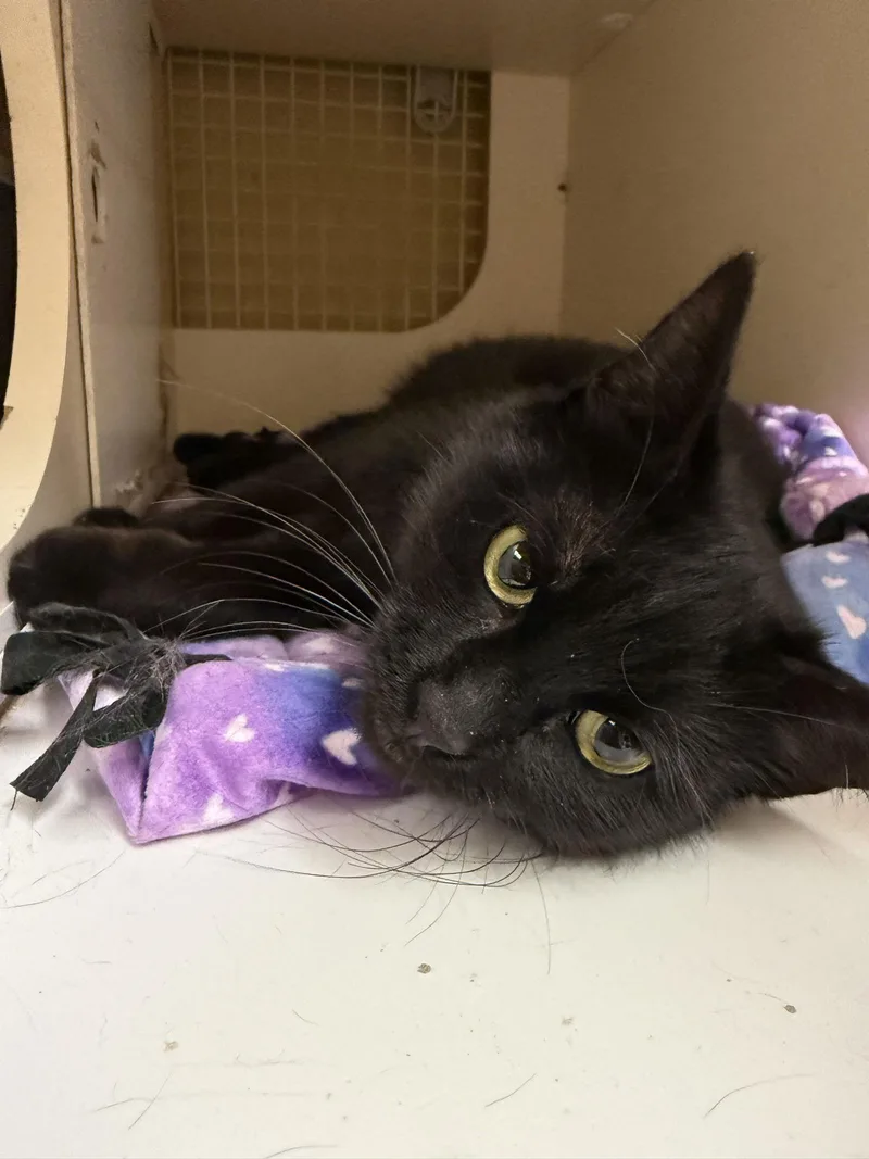 Westin Napa Petco thumbnail 2