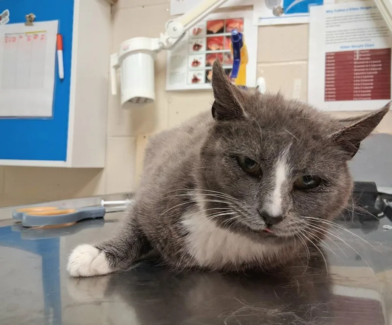A young medium-sized female Domestic Short Hair cat named Heidi for adoption in Wintersville, OH