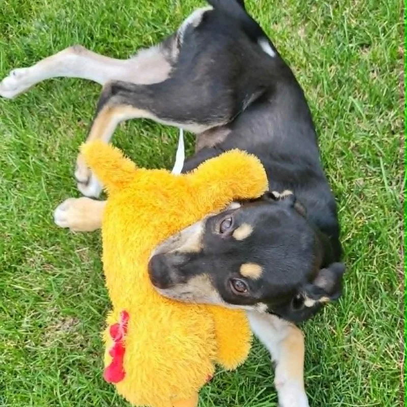 A baby medium-sized female Black Labrador Retriever dog named Simone for adoption in Joliet, IL
