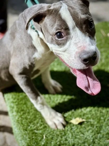 An adult large-sized male Mixed Breed dog named Todd for adoption in Washington, DC
