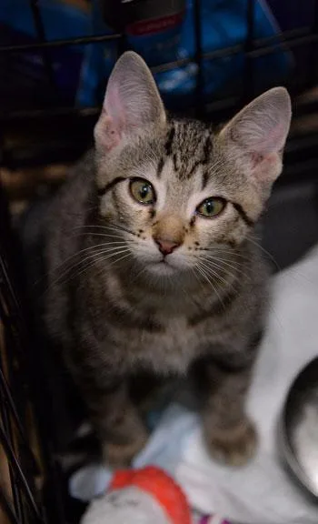 Kristoff