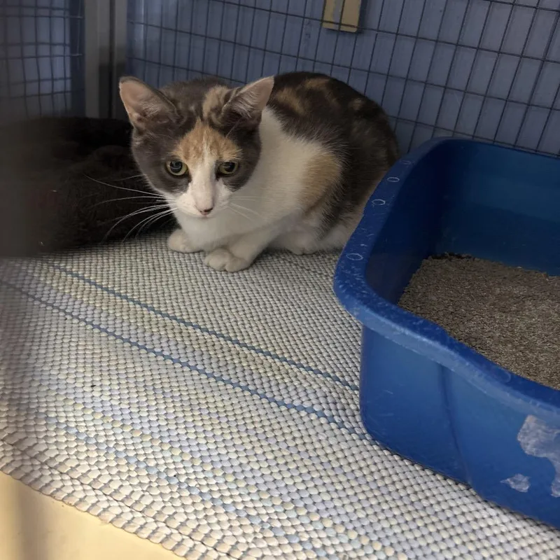 An adult medium-sized female Calico American Shorthair cat named Night Wing for adoption in Tipton, IA