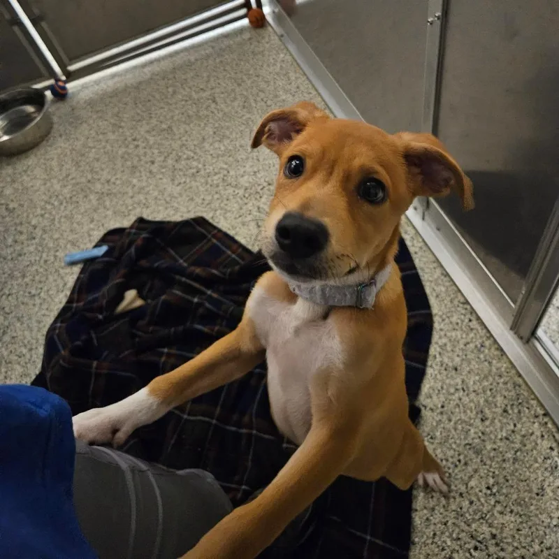 A baby small-sized male Brown / Chocolate Terrier dog named Bay for adoption in Newark, DE