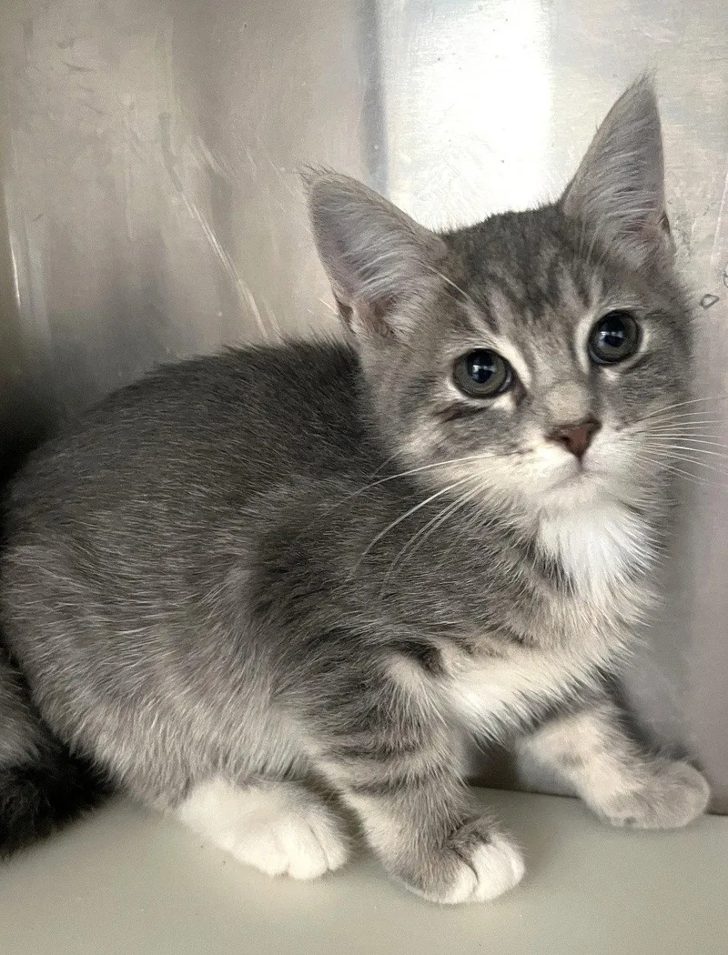 A baby medium-sized female Tabby cat named Delphine for adoption in Carrollton, GA