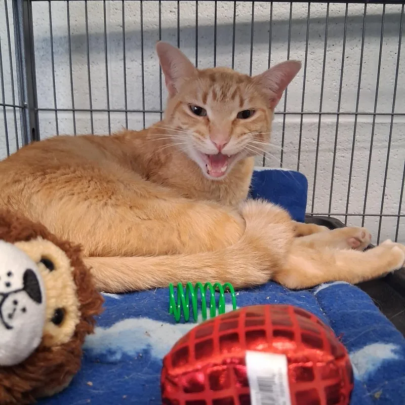 A young medium-sized male Orange / Red Domestic Short Hair cat named Strawberry Fizz for adoption in Edwardsville, IL