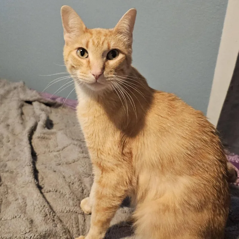 Strawberry Fizz thumbnail 2