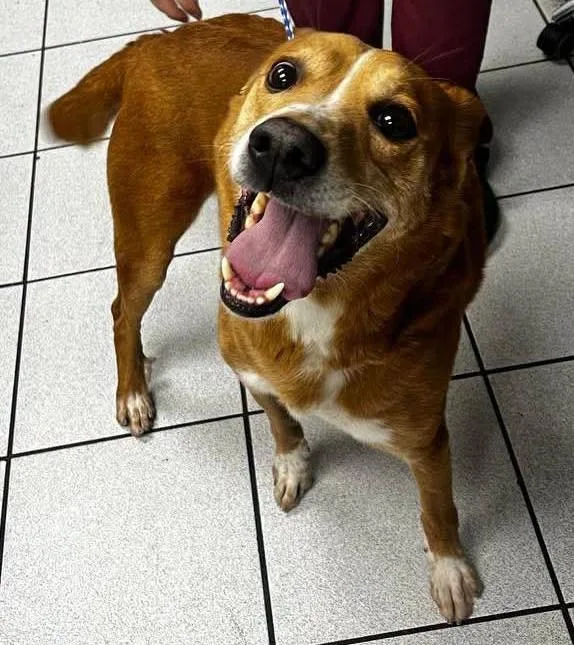 An adult medium-sized male Labrador Retriever dog named Paul for adoption in Macclesfield, NC