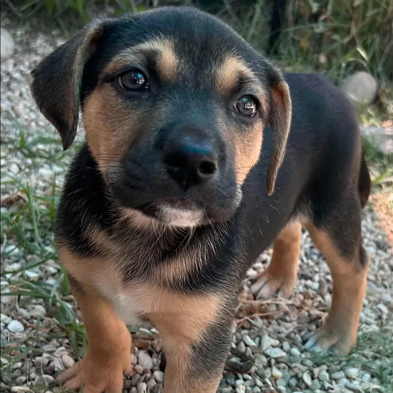 A baby medium-sized male Bicolor Pit Bull Terrier dog named Rocket for adoption in The Colony, TX