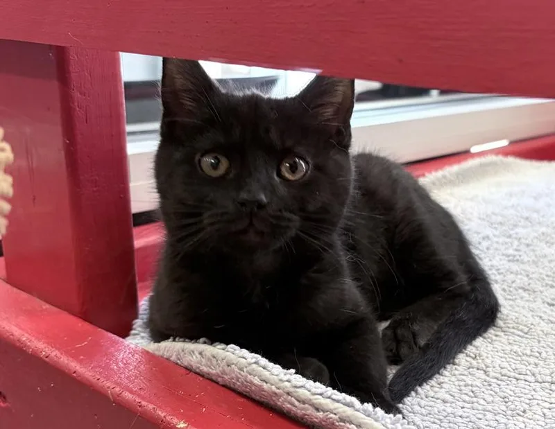 A young small-sized male Black Domestic Short Hair cat named Rocky for adoption in Columbus, IN