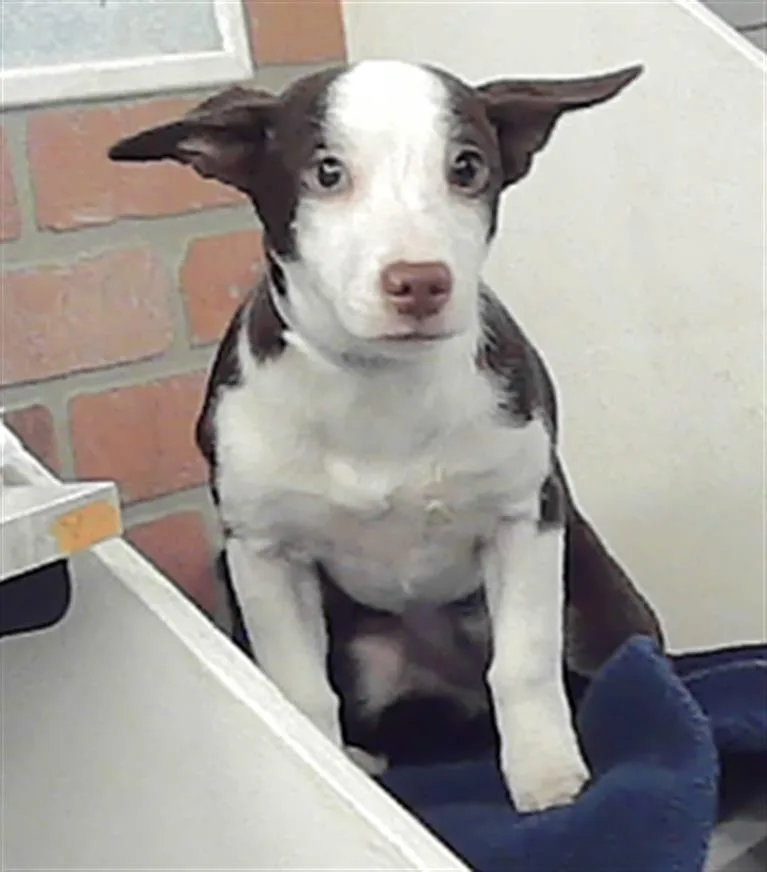 A baby small-sized female Chihuahua dog named Fancy for adoption in Houston, TX