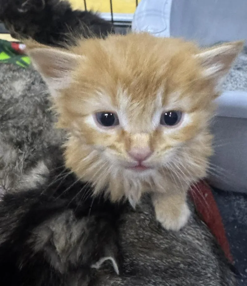 A baby medium-sized male Domestic Short Hair cat named Pyrite for adoption in St. Cloud, MN