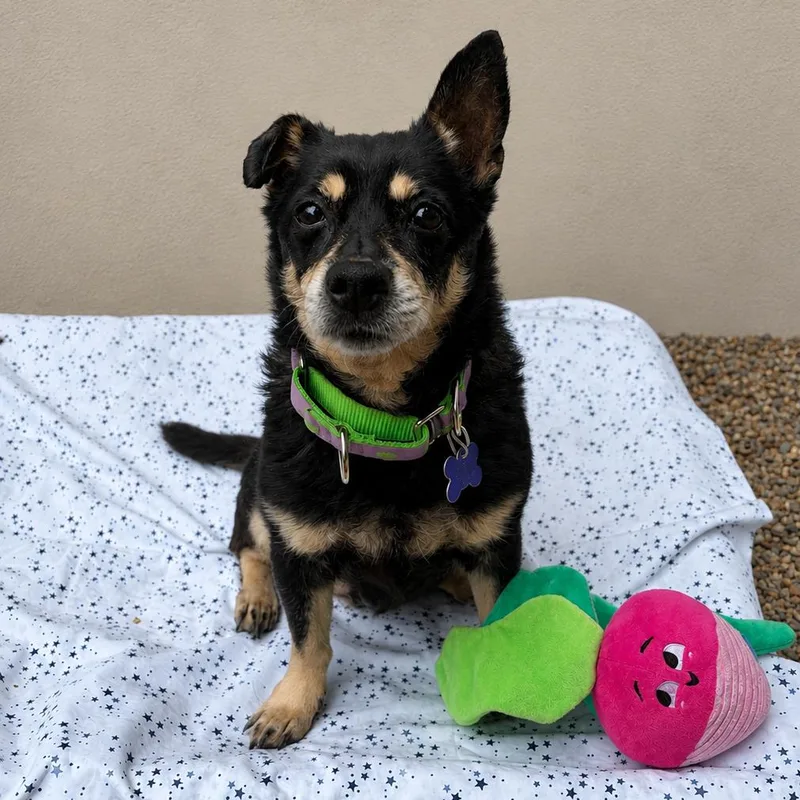 A senior small-sized female Black Mixed Breed dog named Inka for adoption in Hopkinton, MA